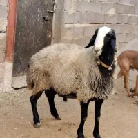 قوچ شال تیز رون