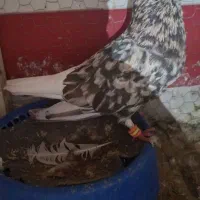 کبوتر کفتر سار سرور ساده هفت رنگ