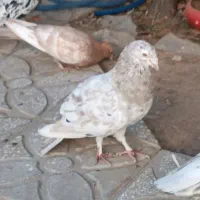 هفرنگ کرم نر عطیقه فقط به خاطر اینکه پول لازمم