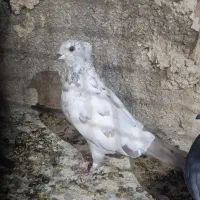 پرنده|پرنده|یزد, |دیوار