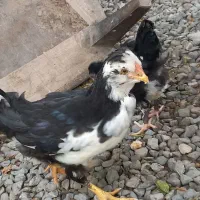 دوعدد نیمچه گلین ریشو چهل تاج قلم سیاه