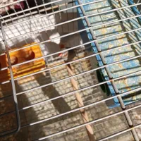 یه جفت فنچ با قفس وابخوری وجادونه ای|پرنده|شیراز, گلدشت معالیآباد|دیوار