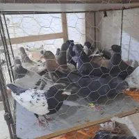 پرنده|پرنده|قزوین, |دیوار
