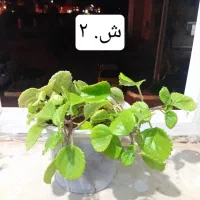 گل و گیاه شاداب|گل و گیاه طبیعی|ابهر, |دیوار