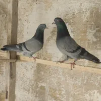 سه جفت کفتر عالی به شرط ضمانت