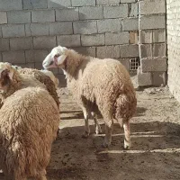 قوچ سنجابی شیشک