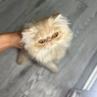 پرشین سوپرفلت اگزوتیک دوماهه