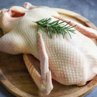 اردک دورگه مسکویی-پکنی|حیوانات مزرعه|خلیل شهر, |دیوار