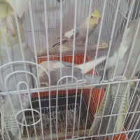 عروس هلندی|پرنده|شاهدشهر, |دیوار