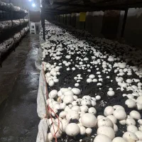 فروش وسایل سالن قارچ