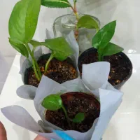 گل پتوس سبز و زعفرونی|گل و گیاه طبیعی|بندر گناوه, |دیوار