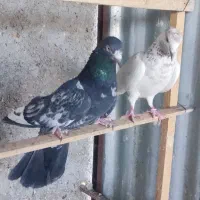 سرور عتیقه