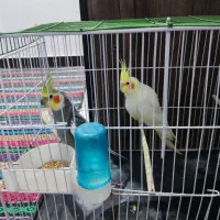 جفت عروس پاریس