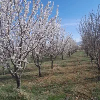 فروش زمین زراعی|فروش زمین و ملک کلنگی|داران, |دیوار