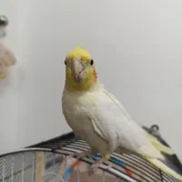 عروس هلندی|پرنده|مشگین شهر, |دیوار