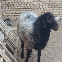 فروش قوچ همو ۳ ساله