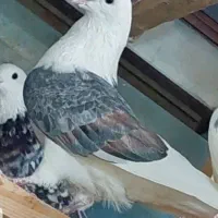 کبوتر بعد ظهری|پرنده|خمینی‌شهر, |دیوار