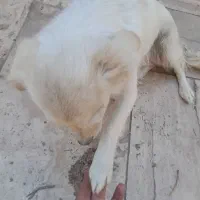 سک پاپی شیتزو|سگ|برخوار, |دیوار