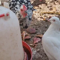 مرغ گلین|حیوانات مزرعه|پاکدشت, پاکدشت (مامازند)|دیوار