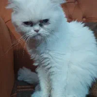 واگذاری فوری گربه