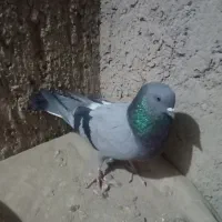 نرسبزگرفتنی|پرنده|نیمروز, |دیوار