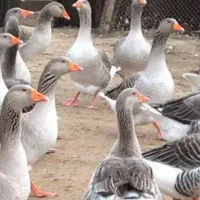 فروش غاز محلی مال روستا