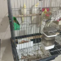 عروس هلندی سخنگو|پرنده|اسلام‌‌آباد غرب, |دیوار