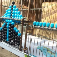 قفس دکور دستبافت سهره|لوازم جانبی حیوانات|شهریار, شهرک امیریه|دیوار