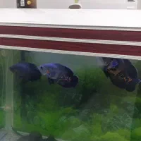 فروش ماهی اسکار