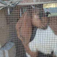 تعدادی بز سرحال و آبستن