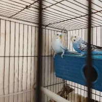 یک جفت مرغ عشق