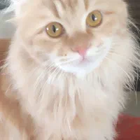 واگذاری حیوان خانگی|گربه|کرمان, |دیوار