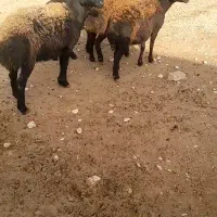 ۴راس بره ماده فروشی جفتی ۳۵میلیون