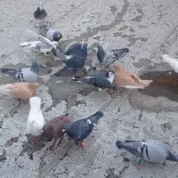 ماده هوایی