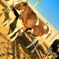 ۲راس تلیسه سیمینتال صنعتی ۸ماه آبستن