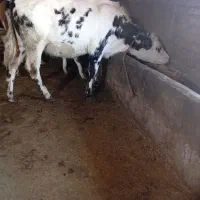 گوساله سیمیتال