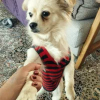 سگ پامر اشپیتز|سگ|شهریار, رضی آباد بالا|دیوار