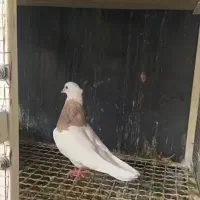 طوق سرکه ای بی نقص|پرنده|بهبهان, |دیوار