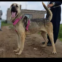 سگ سراب ۱۵ ماهه