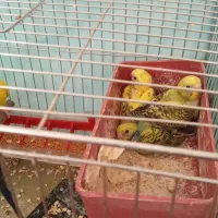 یک جفت مرغ عشق با چاهارتا جوجه|پرنده|فسا, |دیوار