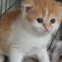 گربه اسکاتیش بریتیش