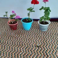 گل خانگی|گل و گیاه طبیعی|اردبیل, |دیوار