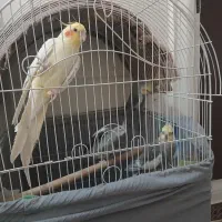 فروش عروس هلندی