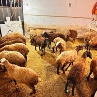 میش چاق بره نرینه فروش گوسفند زنده آگهی دارای فیلم