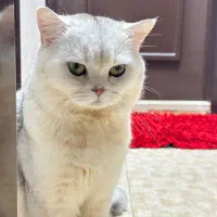 جفت گیری گربه نر|گربه|بندر انزلی, سپه|دیوار