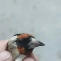 سهره سرسیاه و کرمونی رام وحش