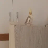 عروس هلندی نر