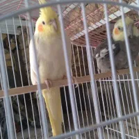 عروس هلندی سفید معاوضه با کفتر و فنچ