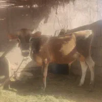 گاو