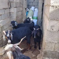 بز چاق